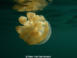 endemic for palau by Marc Van Den Broeck 